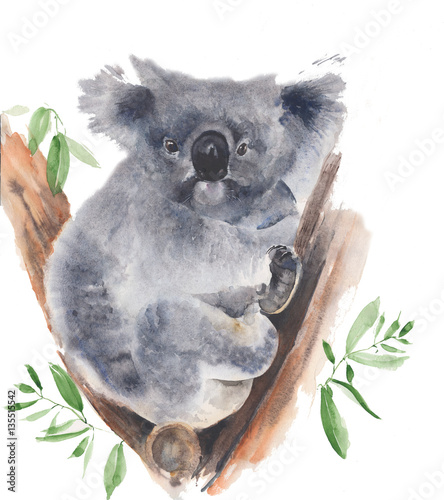 Koala bear sitting in the tree watercolor painting illustration isolated on white background photo