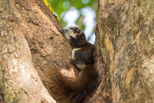 Cute Brown Finlayson squirrel with beige cream face and bushy tail resting on tree in afternoon, Bangkok, Thailand (Callosciurus finlaysonii) photo