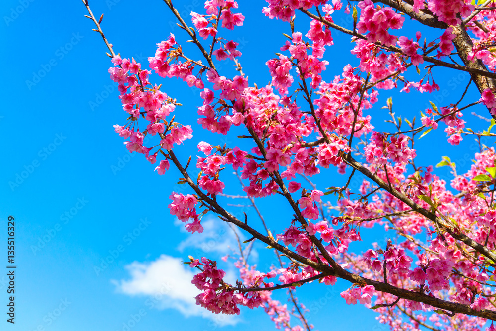 Close up branch of pink cherry blossom at Chiang Mai Thailand Close up branch of pink cherry blossom at Chiang Mai Thailand