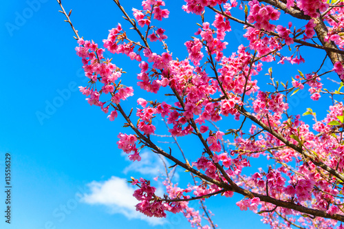 Close up branch of pink cherry blossom at Chiang Mai Thailand