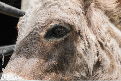 Donkey in the stall.