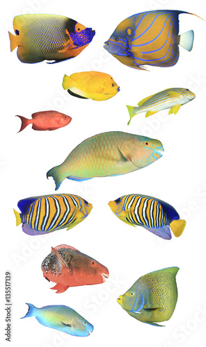 Fish isolated. Tropical fish white background. Angelfish, Parrotfish, Bannerfish, Butterflfish, Snappers, Sweetlips fish