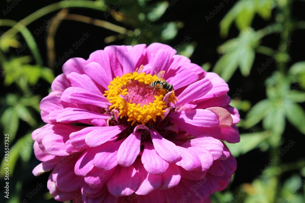 Obraz premium Filoli garden bee in pink flower