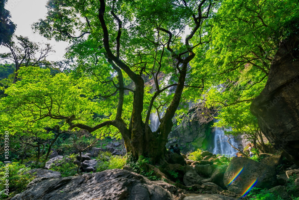 beautiful tropical rain forest and waterfall in deep forest beautiful tropical rain forest and waterfall in deep forest