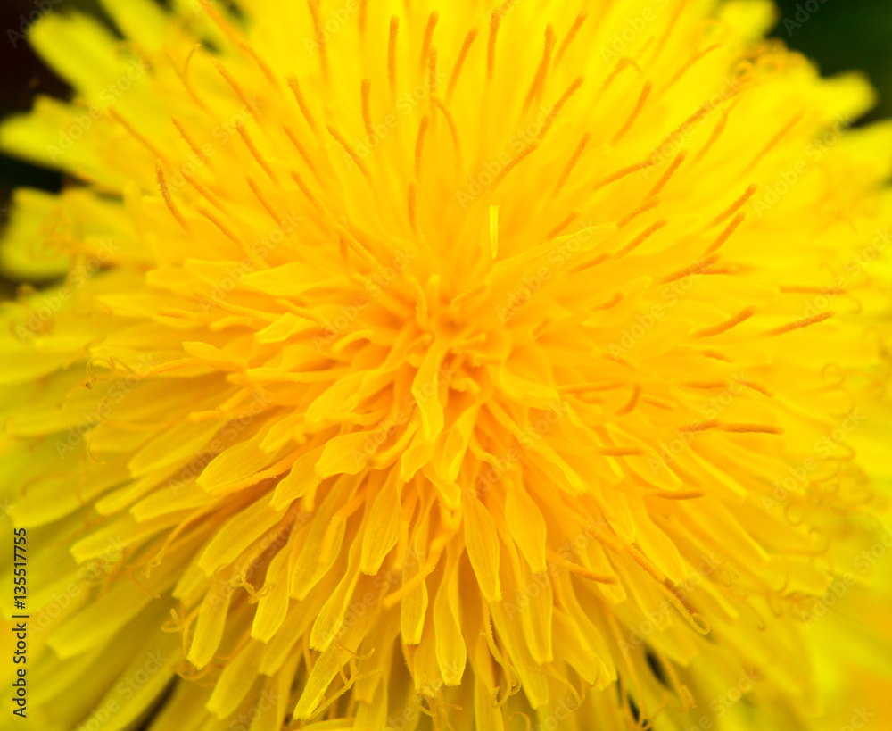 Bright yellow blooming dandelion close-up, spring background. Macro. Bright yellow blooming dandelion close-up, spring background. Macro.
