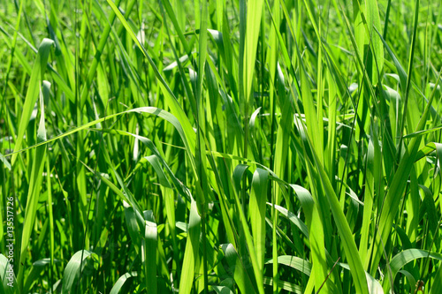 Long green grass in bright sunlight summer background.