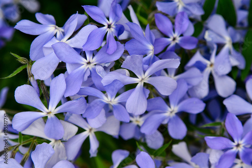 Many small flowering light purple flowers. Close-up, spring background.