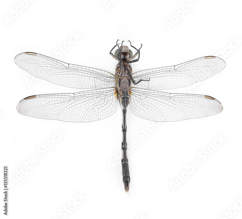 Dragonfly isolated on white