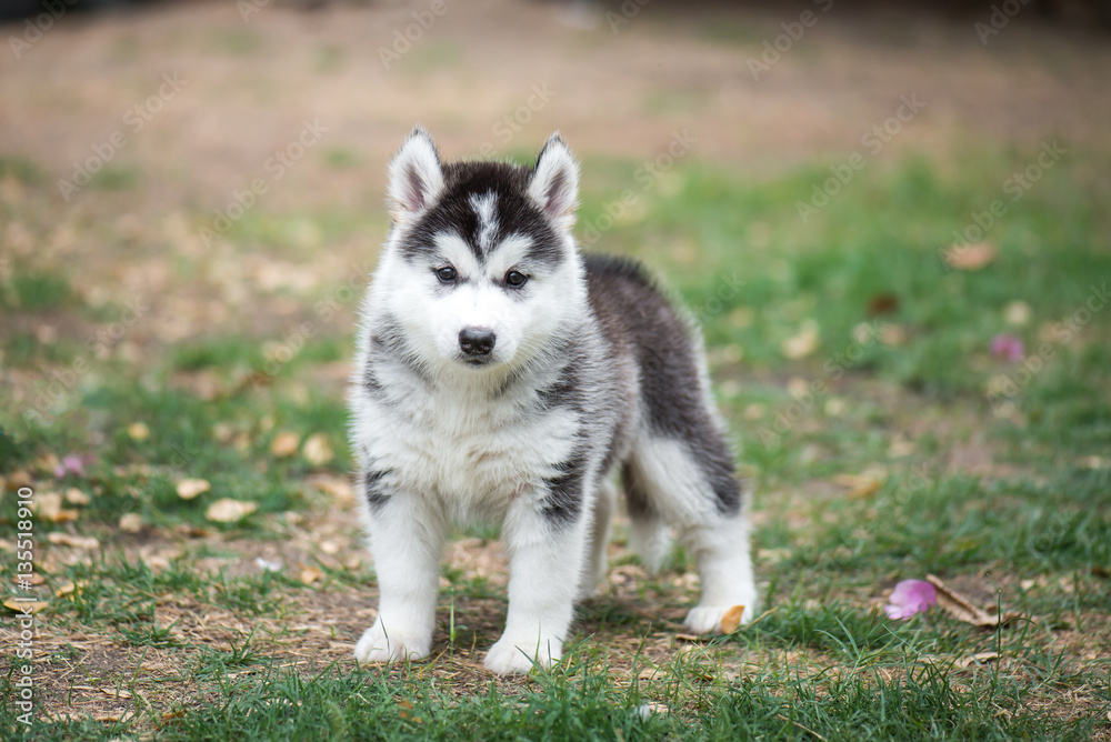 puppy on green grass puppy on green grass