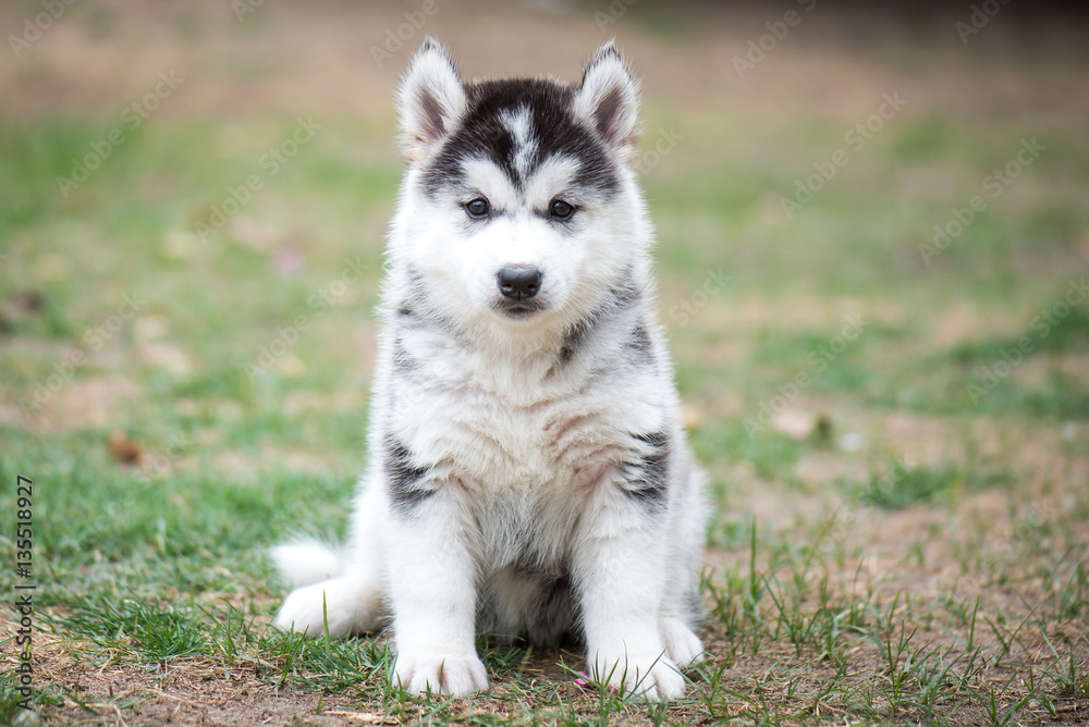 puppy on green grass