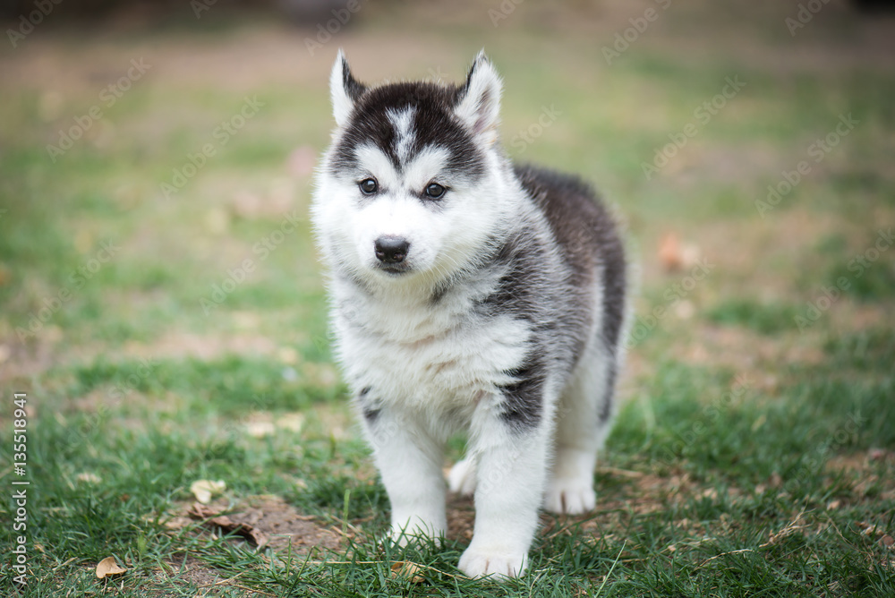 puppy on green grass