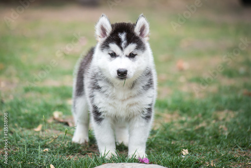 puppy on green grass