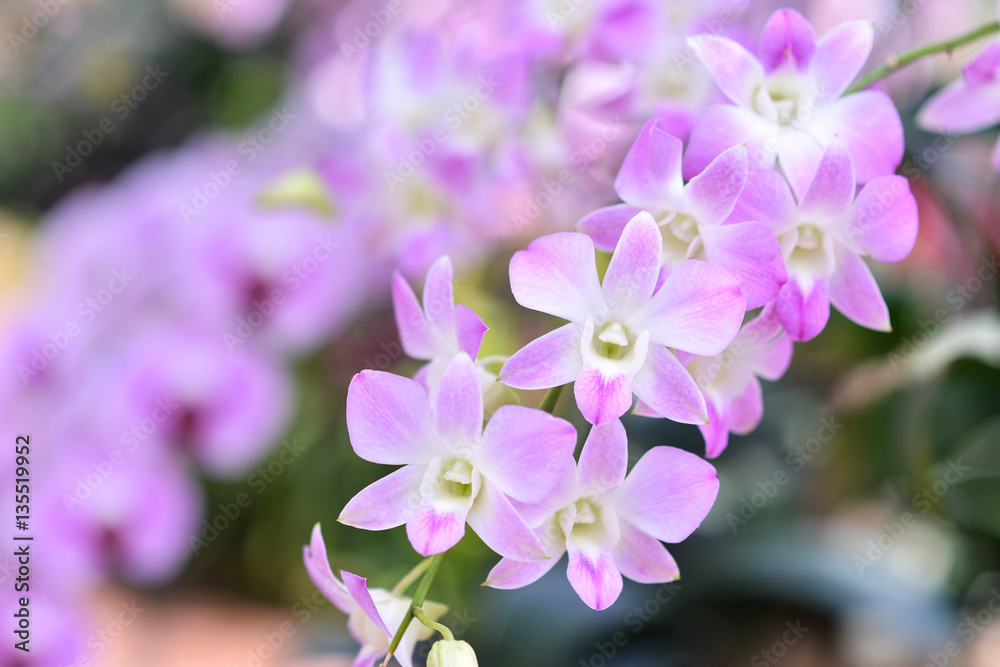 Obraz premium Purple orchids, Violet orchids. Orchid is queen of flowers. Orch