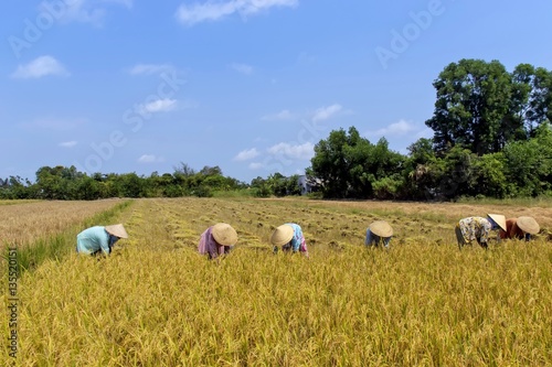 The women harvesting on rice paddy in Tien Giang province  Vietnam.