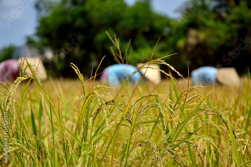 The rice seeds ripen on the paddy in Tien Giang province, Vietnam. photo