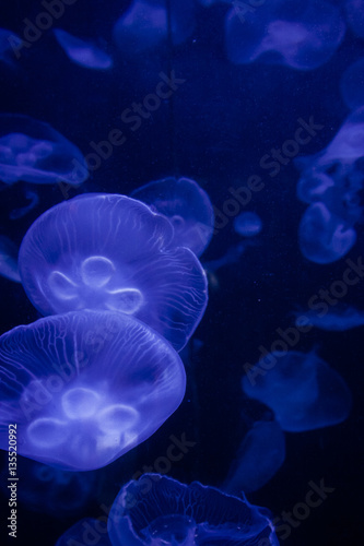 Illuminated jellywish against a dark blue background © baiterek_media