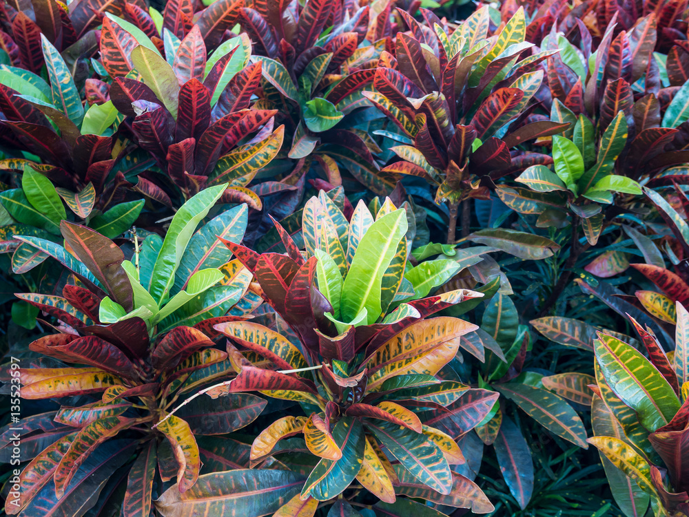 Fototapeta premium Colorful Croton Leaves Background
