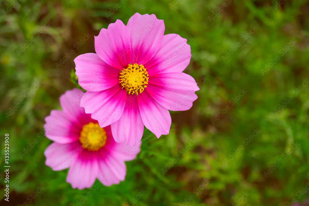 Pink cosmos flower (Cosmos Bipinnatus) with green blurred backgr Pink cosmos flower (Cosmos Bipinnatus) with green blurred backgr