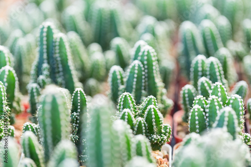 Small cactus picture as wallpaper and background