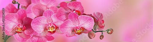 Canvastavla Pink Orchid