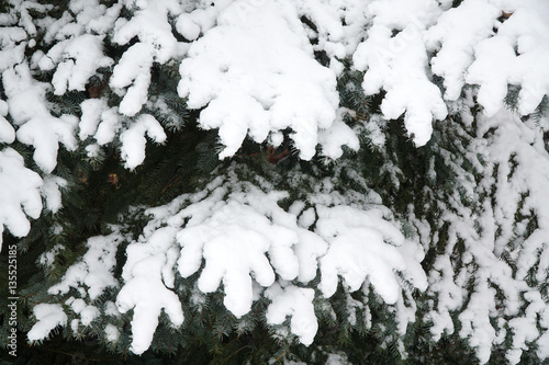 close up on pine tree branch covered by snow