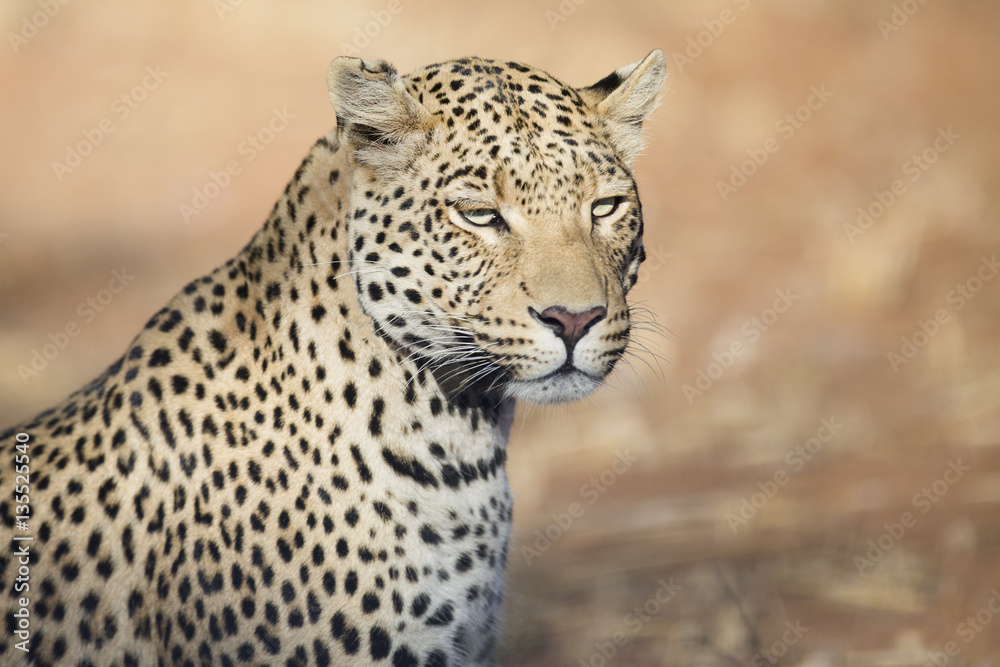 Leopard in the veld Leopard in the veld