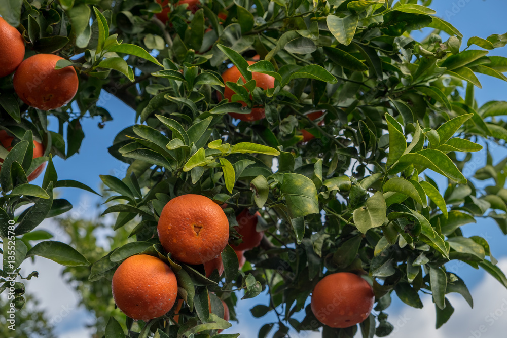A tangerines spangled tree on blue sky background