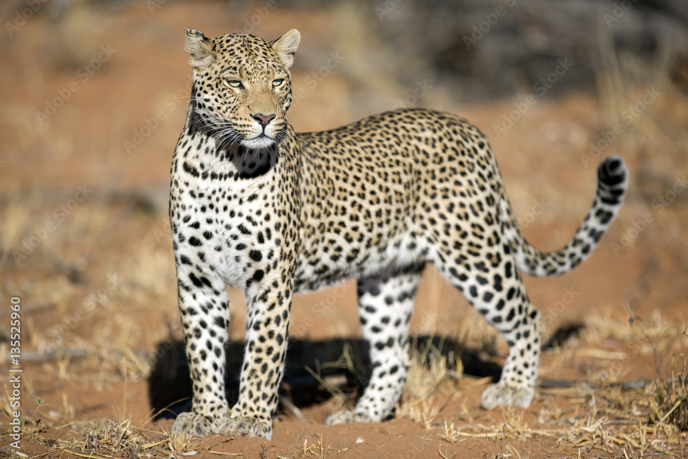 Leopard in the veld