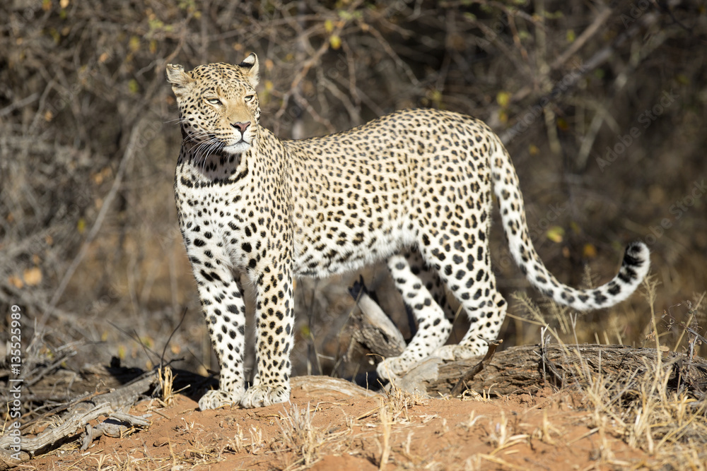 Fototapeta premium Leopard in the veld