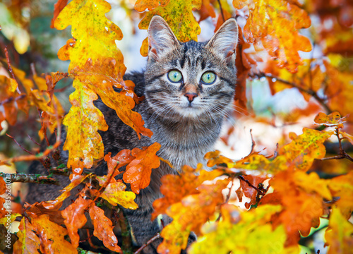 Photography Beautiful kitty sitting on the autumn tree