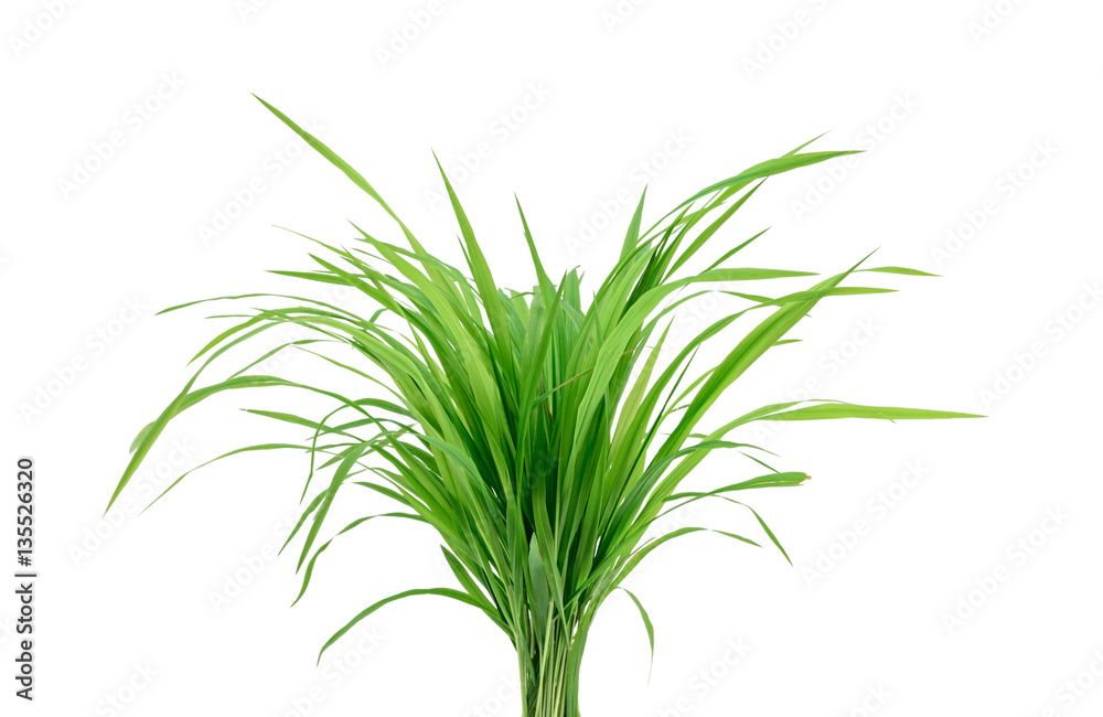 Fototapeta premium Green grass closeup isolated on white
