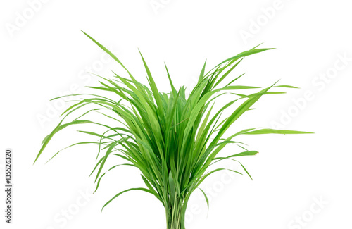 Green grass closeup isolated on white © hemerocallis