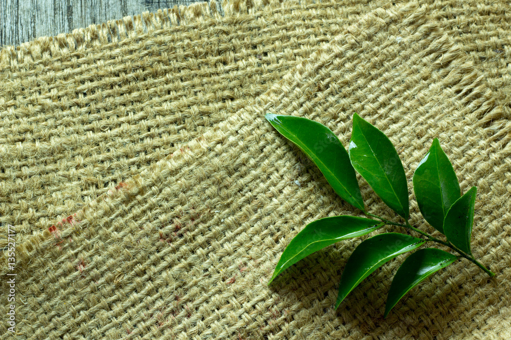 Obraz premium Green leaves put on sack,Space for messages