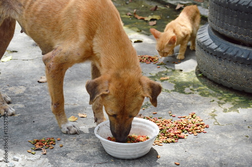 street dog and ginger kitten feeding instant dried food in car junkyard