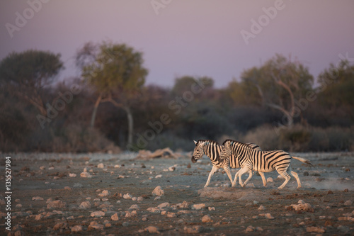 Zebras running at dusk