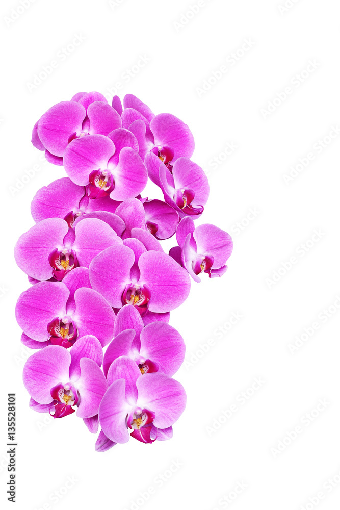   Save Download Preview Pink orchid flower (phalaenopsis) isolated on white background thailand love valentine