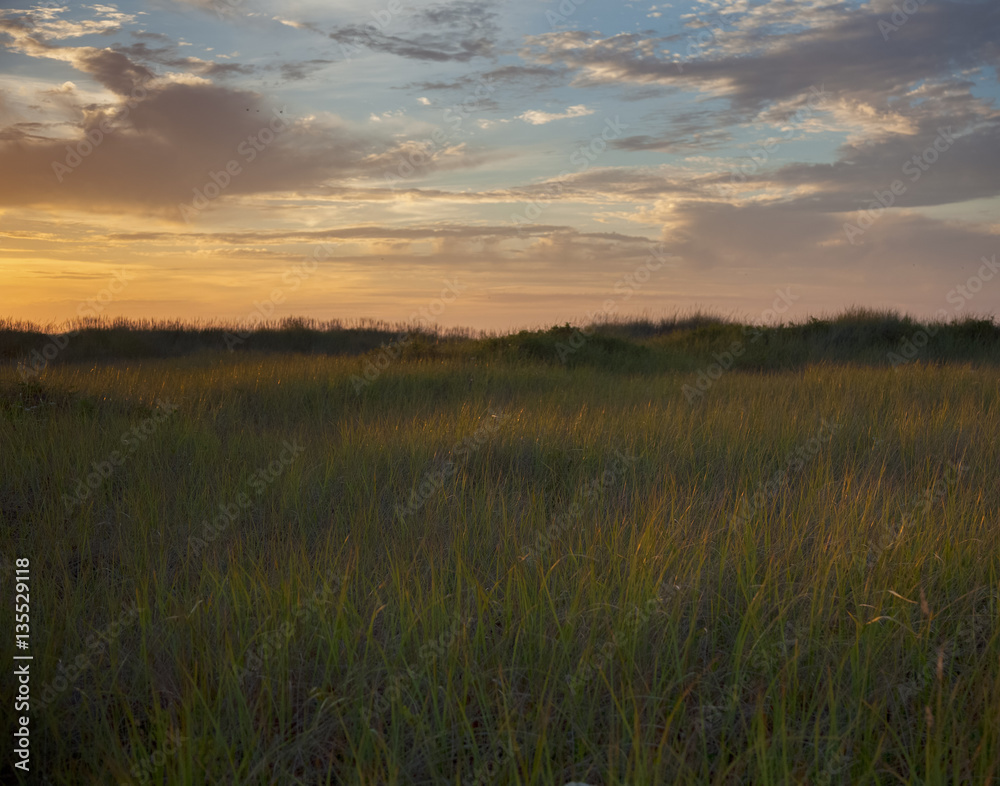 beach grass at twilight beach grass at twilight