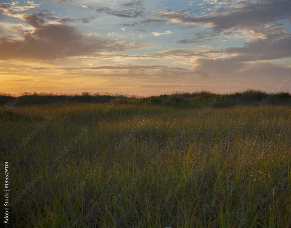 beach grass at twilight