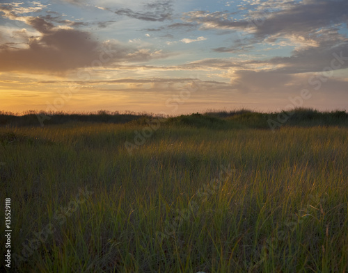 beach grass at twilight © Leslie C Saber