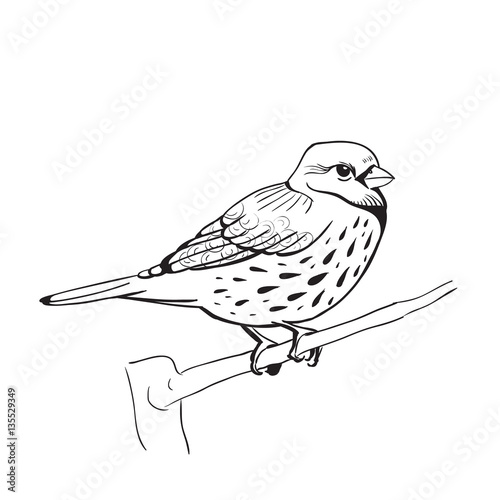 illustration of a bird. hand made background
