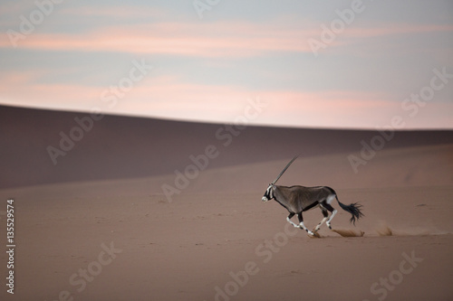 Oryx in the Sand Dunes photo