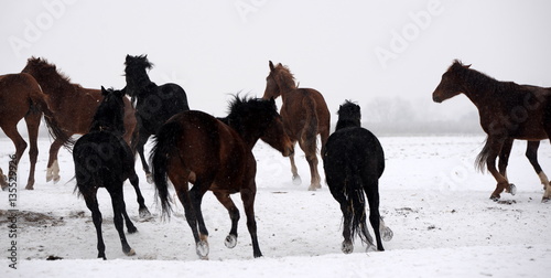 running away, a herd of wild horses running through snowy landscape