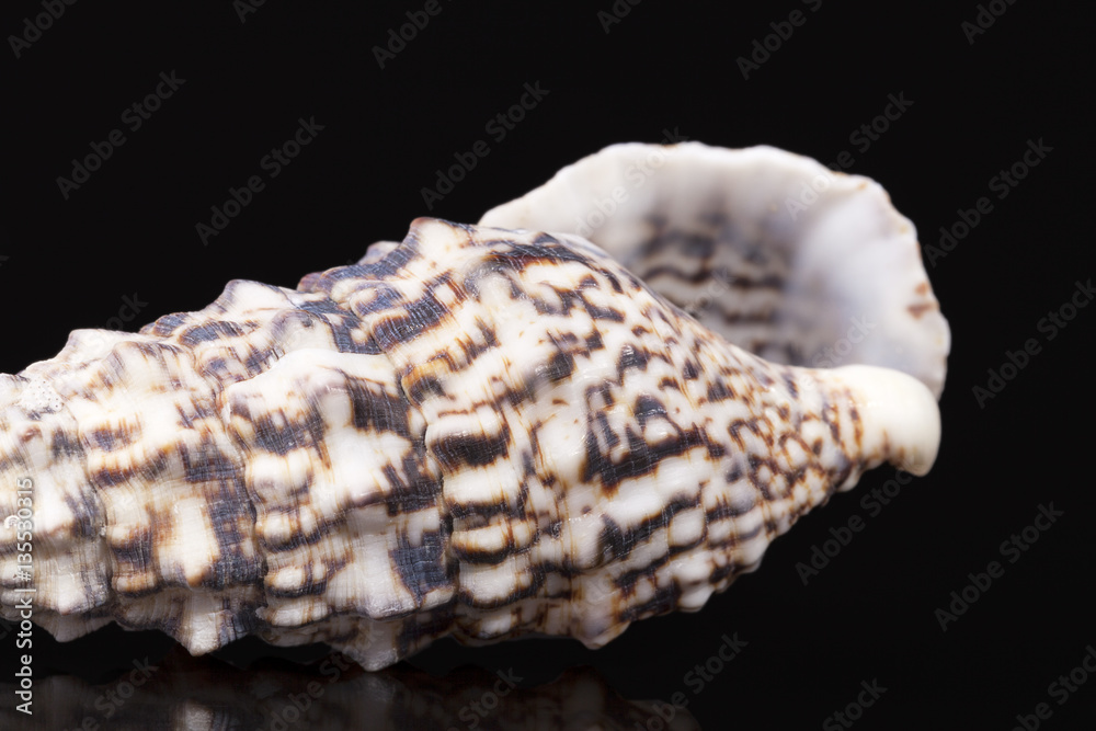 Sea shell of auger snail isolated on black background