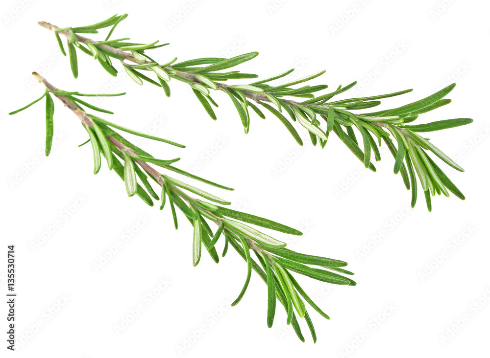 Fresh green sprigs of rosemary isolated on a white background Fresh green sprigs of rosemary isolated on a white background