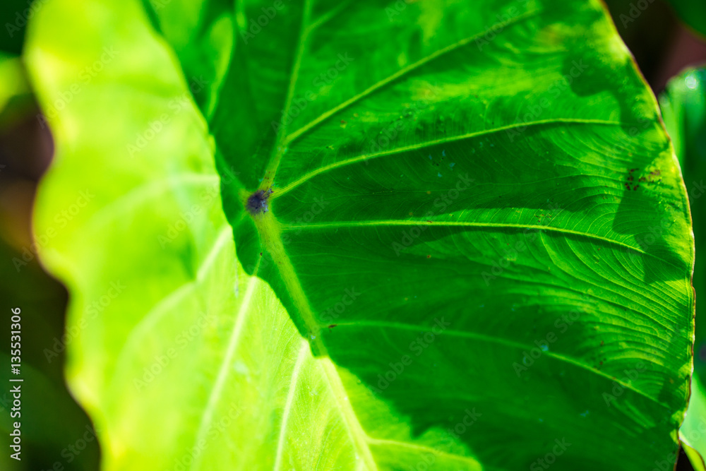 taro leaves,Green light to the side. taro leaves,Green light to the side.