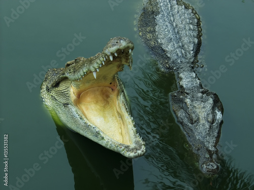 Two crocodiles on a river