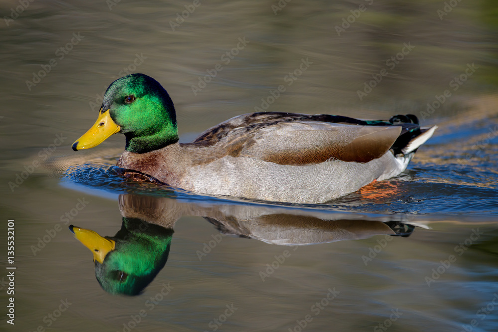 Fototapeta premium Mallard duck drake with beautiful green neck colors swimming in lake with reflections