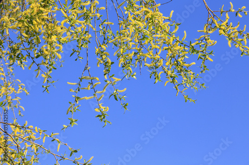 young leaves on the branch