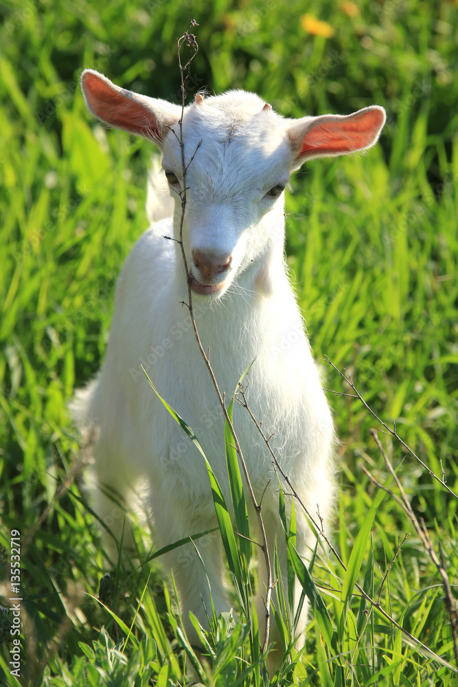 Obraz premium goatling on a meadow