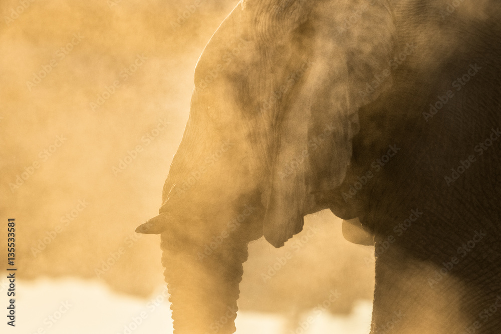 Naklejka premium African Elephant in Etosha National Park.